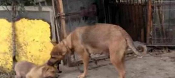 主人杀年猪，狗狗偷吃猪肉丧命——悲惨事件引发深思