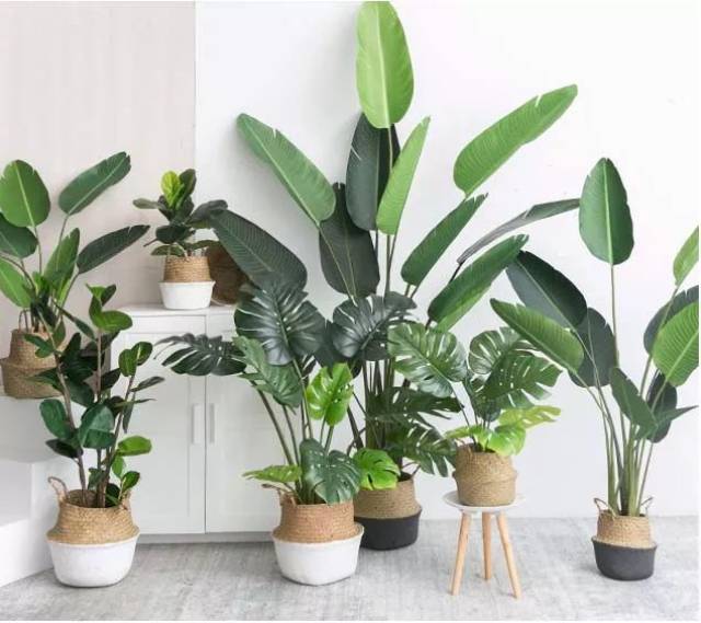家庭绿植种植，净化空气，美化生活
