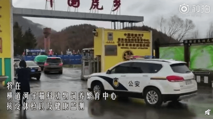 黑龙江警方智勇擒虎，进村老虎成功抓捕记