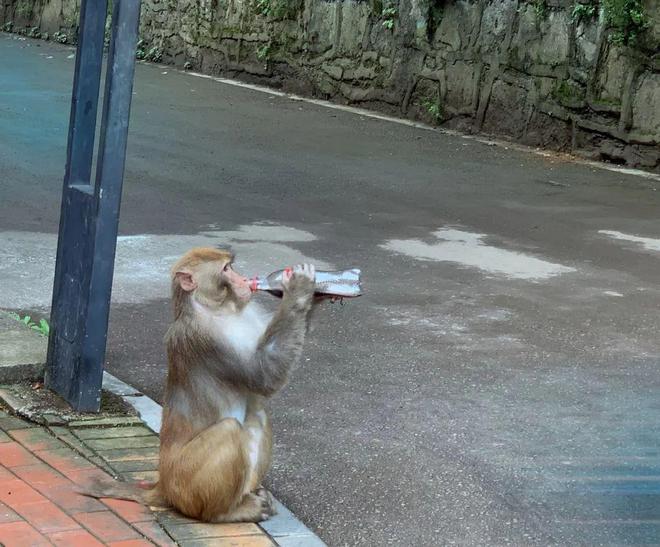 黔灵山奇遇，女子捡拾猴子归家记