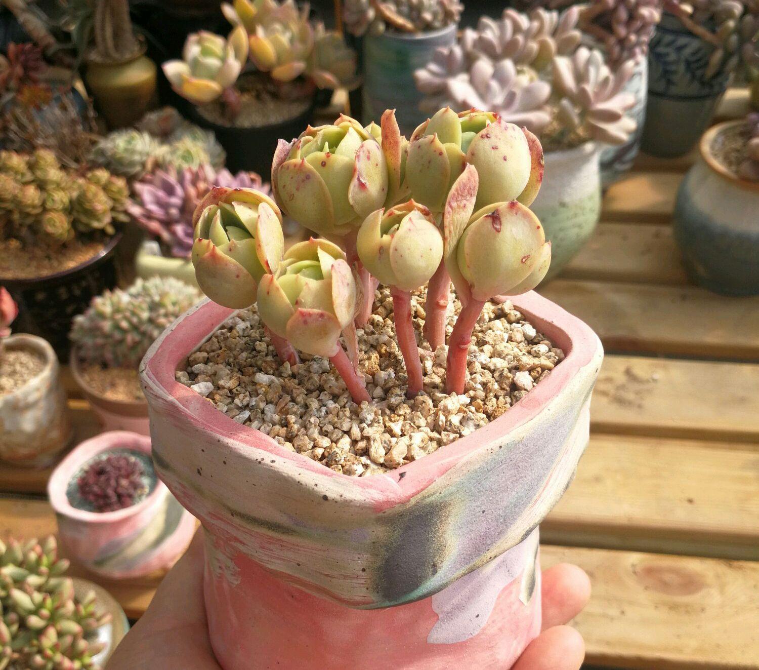 智能窗帘，健康光照调控的家居新选择
