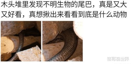 顾清羽 第10页
