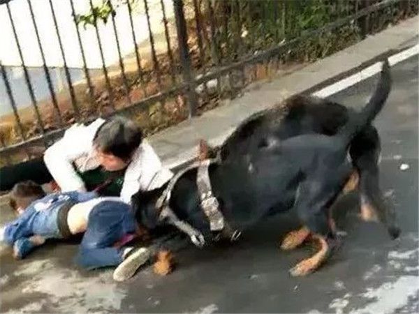 母女公园遭犬只撕咬事件，社会警觉与责任刻不容缓