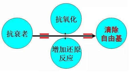 食疗降低体内自由基的方法与效果
