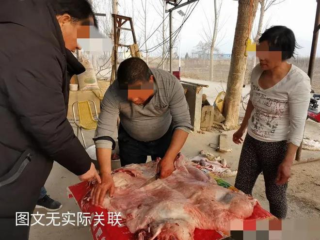 农民卖羊肉遭巨额罚单背后的法律与社会议题透视