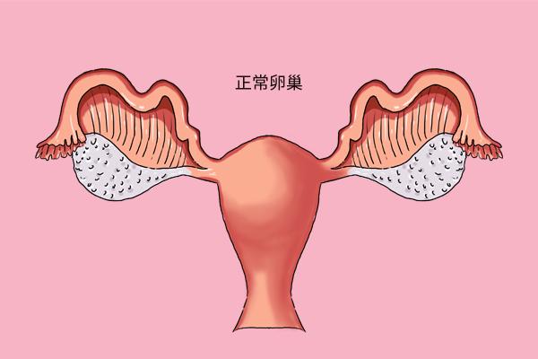 大学老师关于女性寿命的探讨引发争议，优秀女性的寿命是否真的较短？