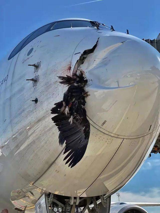 新西兰航空航班疑遭鸟击事件，调查进展与反思