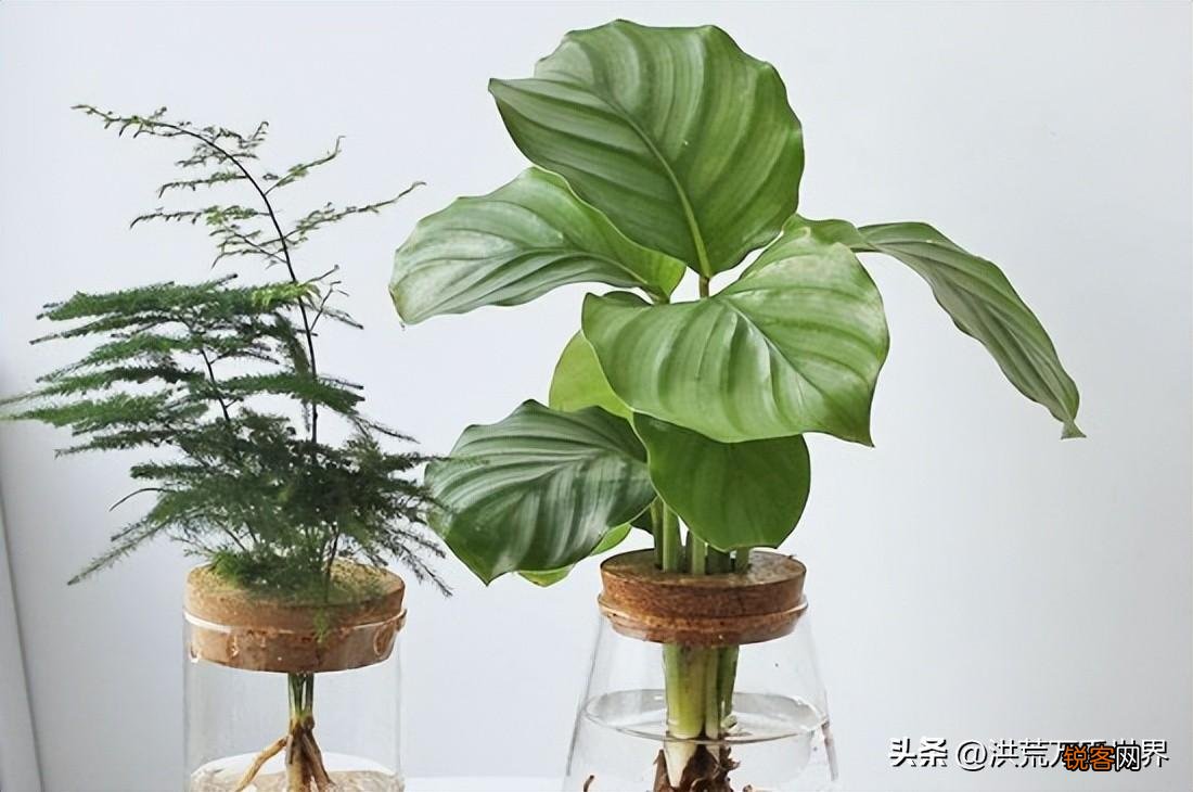绿色植物如何净化家庭空气？