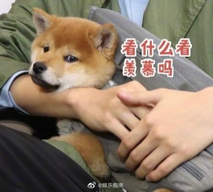 机器狗与柴犬的温馨偶遇，跨物种的拜年情