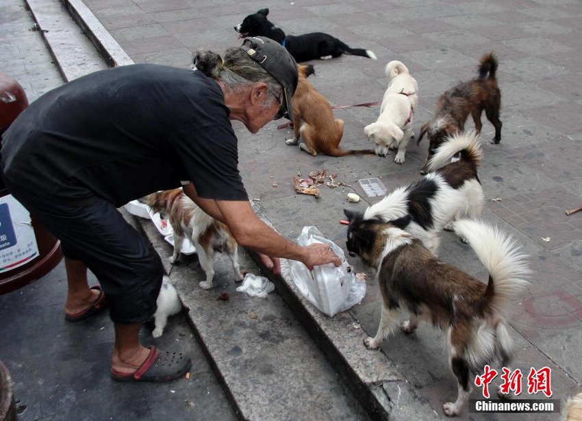 孤寡老人遭大型犬撕咬去世敲响社区安全与动物管理警钟